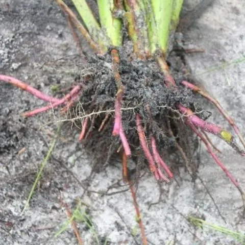 thumbnail for publication: Control of Redroot (Lachnanthes caroliniana) in Pastures